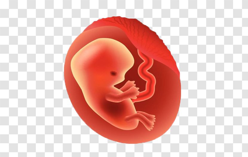 Fetus Pregnancy Vector Graphics Illustration Embryo - Frame Transparent PNG