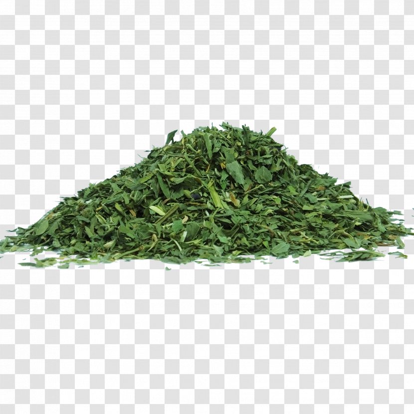 Alfalfa Sprouting Herb Food Nutrition - Shincha - Herbs Transparent PNG