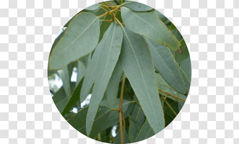 Cymbopogon Citratus Eucalyptus Staigeriana Gum Trees Oil Lemon Myrtle - Essential Transparent PNG