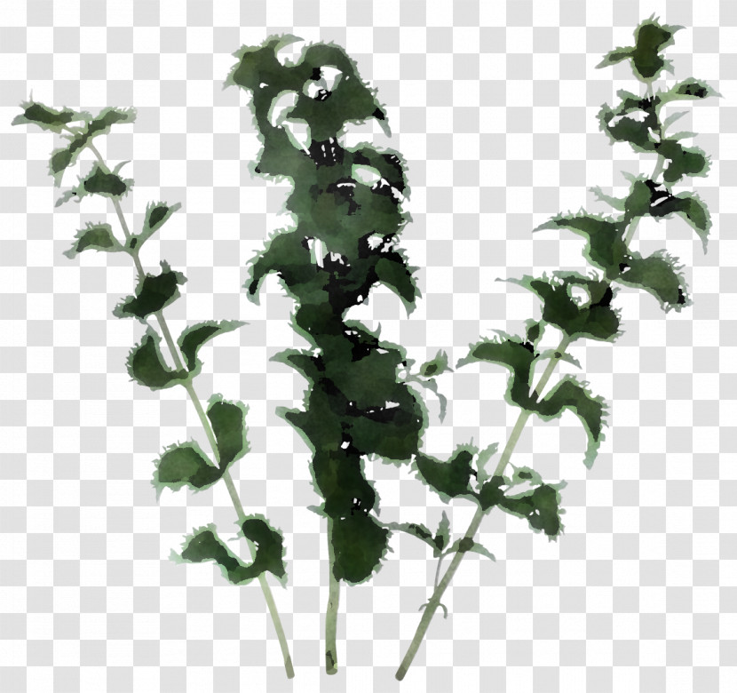 Walking Shoe Leaf Green Herbaceous Plant Transparent PNG