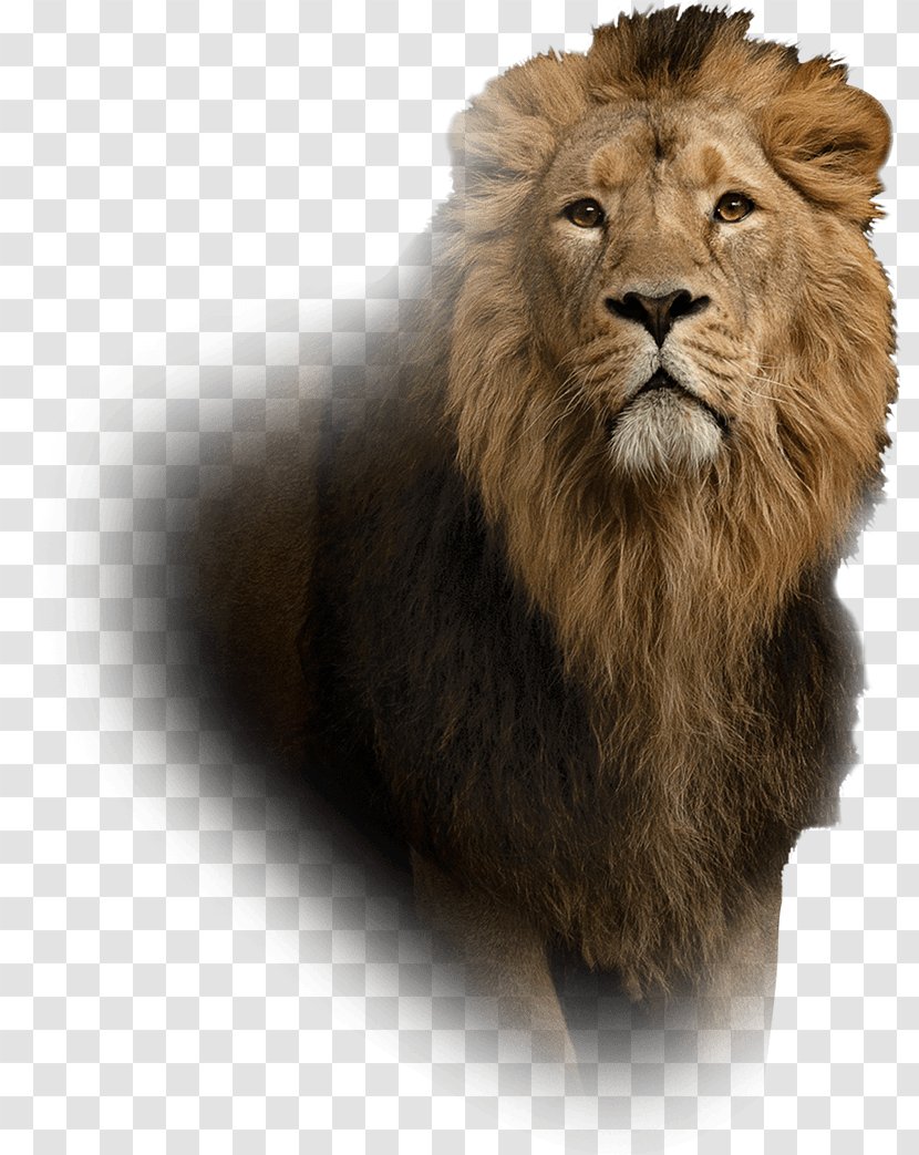 Lion Leo Islam Spirituality Aura Transparent PNG