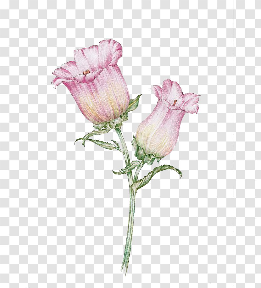 Watercolor Flowers - Flower Arranging - Plant Transparent PNG