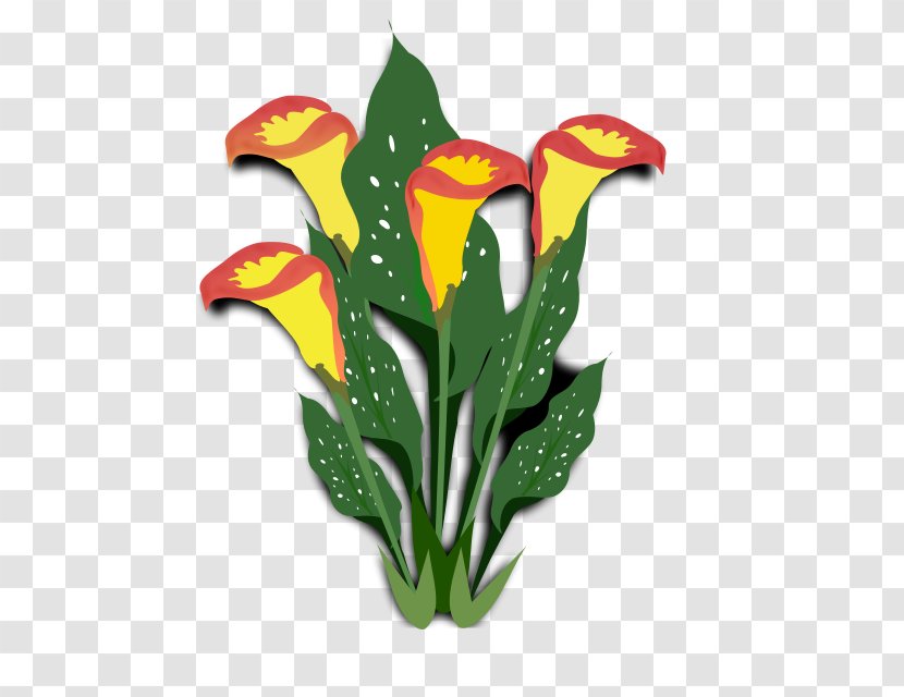 Clip Art Arum-lily Plants - Yellow - Easter Lily Silhouette Calas Plant Transparent PNG