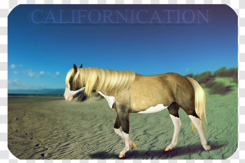 Mustang Stallion Mare Fauna Pack Animal - Horse Transparent PNG