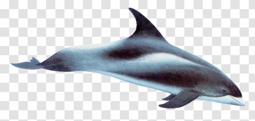 White-beaked Dolphin Short-beaked Common Bottlenose Rough-toothed Hourglass - White Beaked Transparent PNG