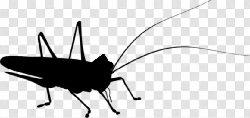 Cockroach Insect Grasshopper M / 0d Black & White - Butterfly Transparent PNG