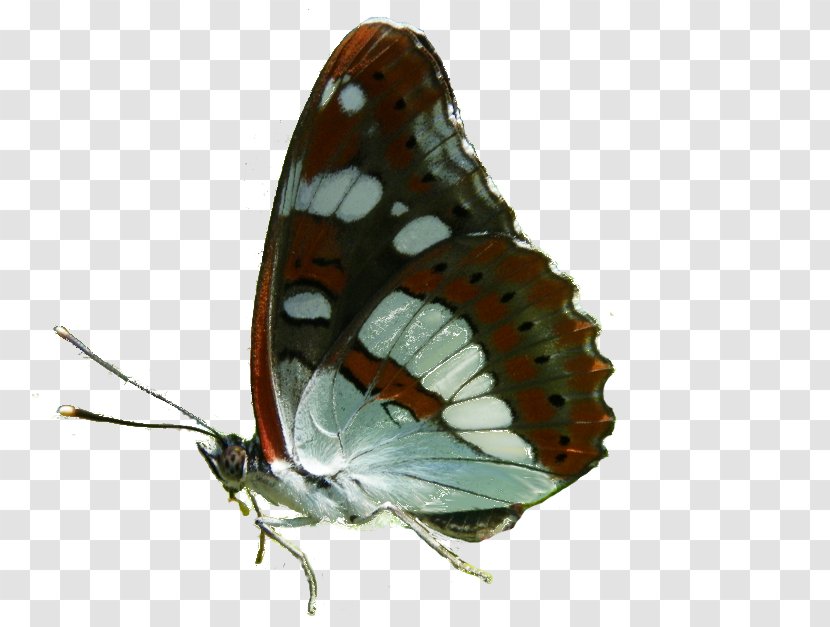 Brush-footed Butterflies Gossamer-winged Moth - Limenitis - Alnus Transparent PNG
