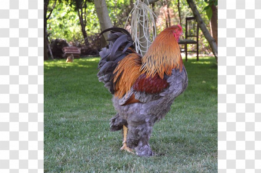 Rooster Brahma Chicken Cochin Malay Houdan Transparent PNG