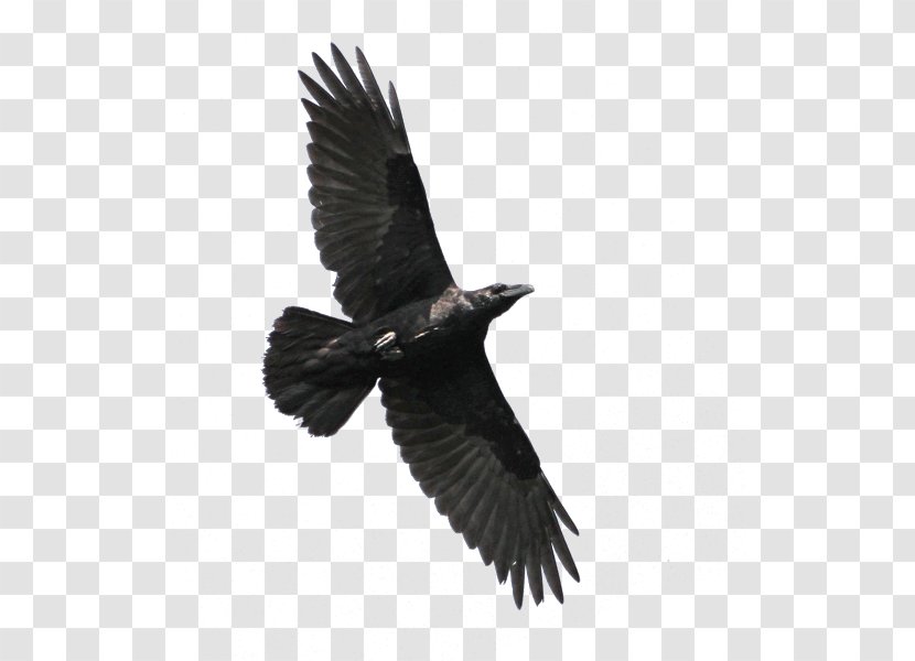 American Crow Bird Eastern Imperial Eagle White-tailed - Accipitriformes Transparent PNG