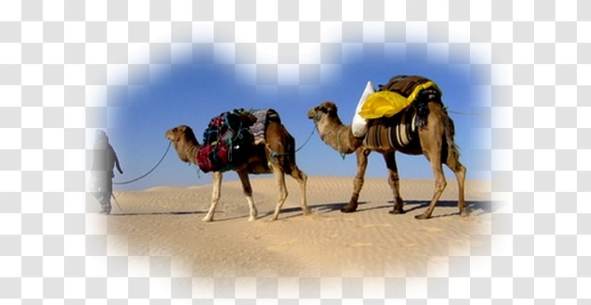 Dromedary Camel Train Sahara Tunisian Cuisine - Excursion - Desert Transparent PNG