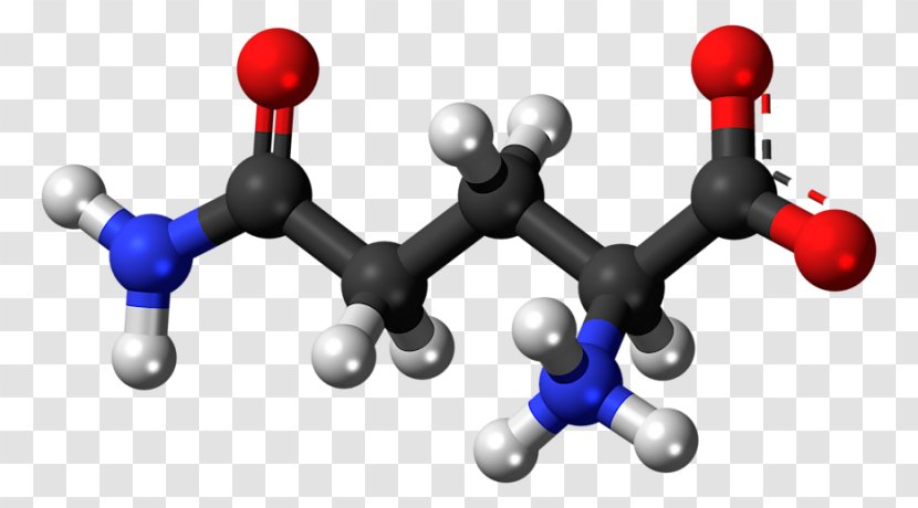 Dietary Supplement Glutamine Synthetase Amino Acid Glutamic - Essential - Health Transparent PNG