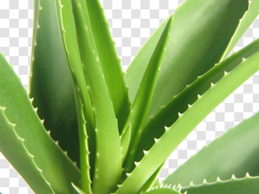 Aloe Vera Powder Aloin Extract Herb - Plant Stem Transparent PNG
