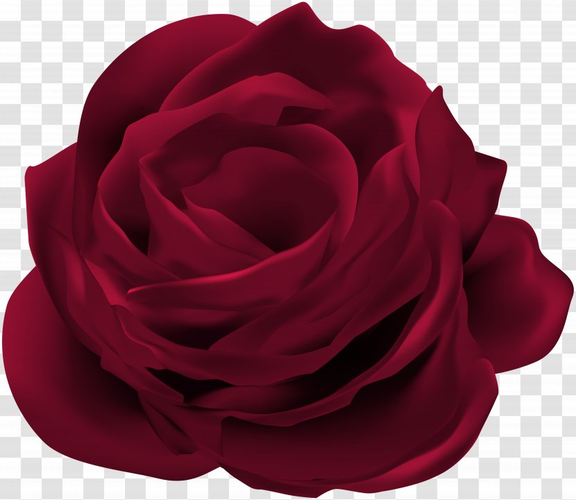Garden Roses Cabbage Rose Flower Clip Art - Rosa Centifolia Transparent PNG