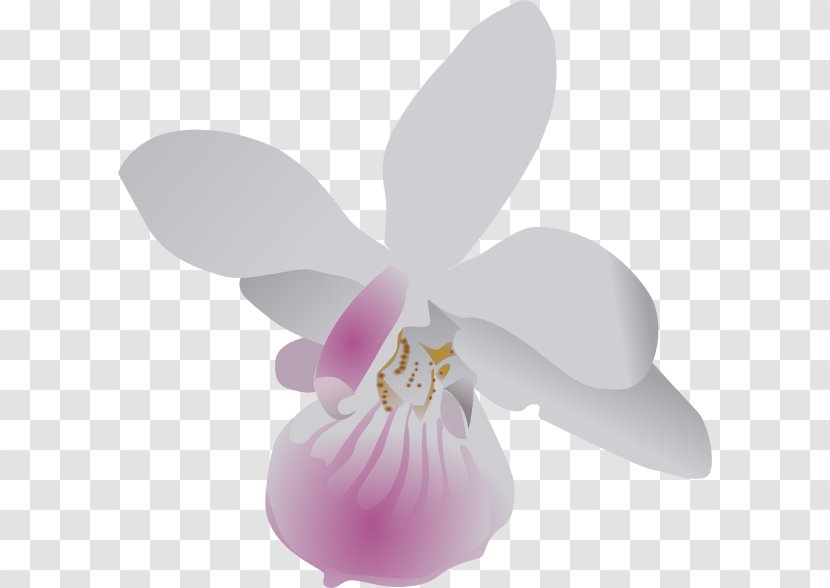Orchids Free Content Clip Art - Petal - Columbian Orchid Cliparts Transparent PNG