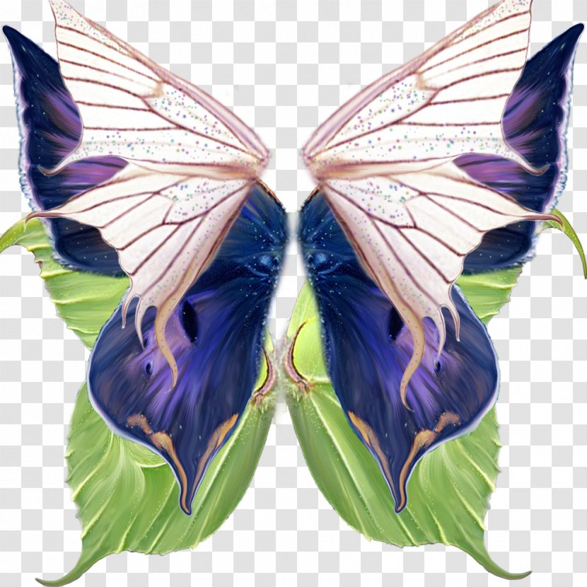 Butterfly Download Gratis - Symmetry Transparent PNG