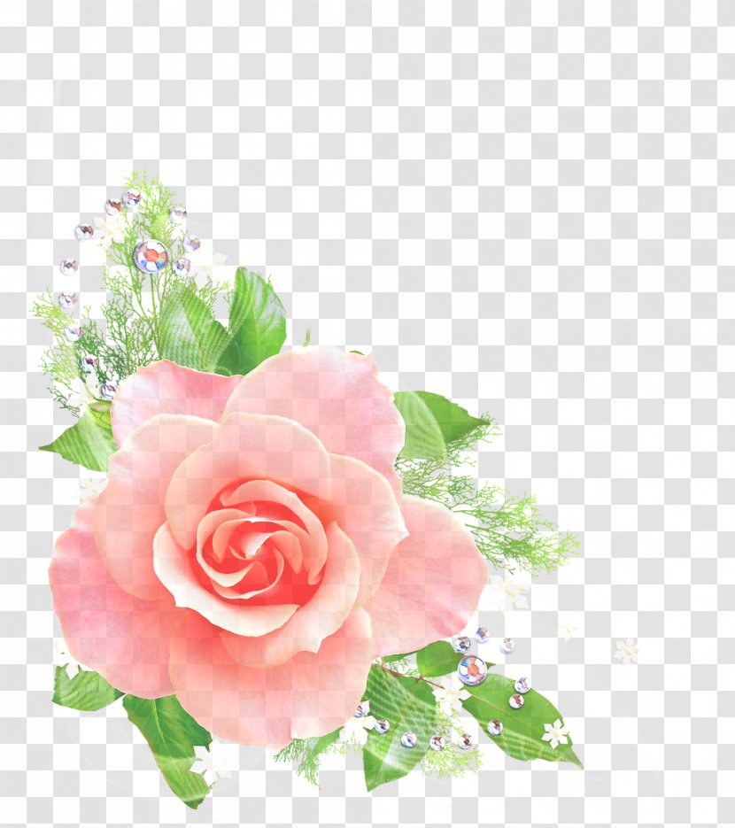 Garden Roses - Petal - Flowering Plant Transparent PNG