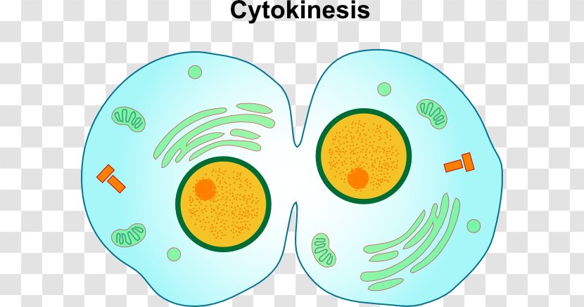 Mitosis/Cytokinesis Cell Division - Yellow - Cancer Cartoon Transparent PNG
