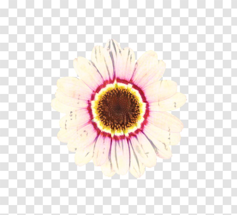 Flowers Background - Flower - Pollen Sunflower Transparent PNG