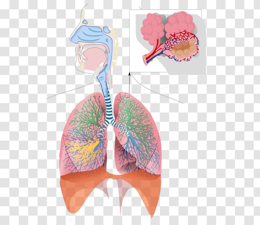 Respiratory System Breathing Tract Bronchiole Lung - Silhouette - Creative Lungs Transparent PNG