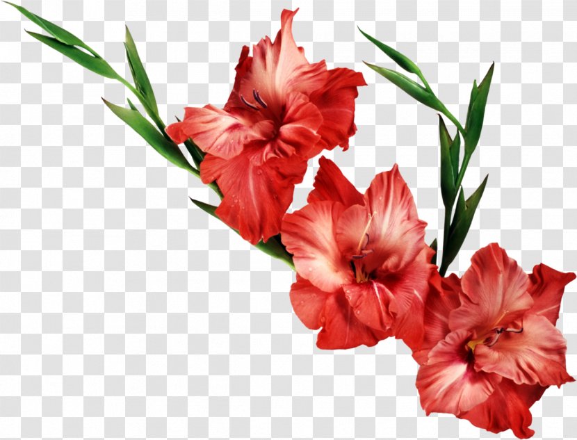 Gladiolus Flower Desktop Wallpaper Clip Art - Floral Design Transparent PNG