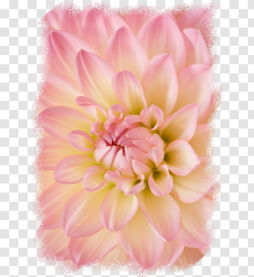 Image Photography Stock.xchng Design - Peony - Flowering Plant Transparent PNG