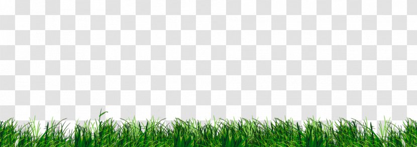 Lawn Wheatgrass Grassland Crop Sky Plc - Herbe Transparent PNG