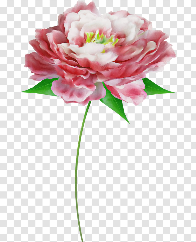 Floral Design Transparent PNG