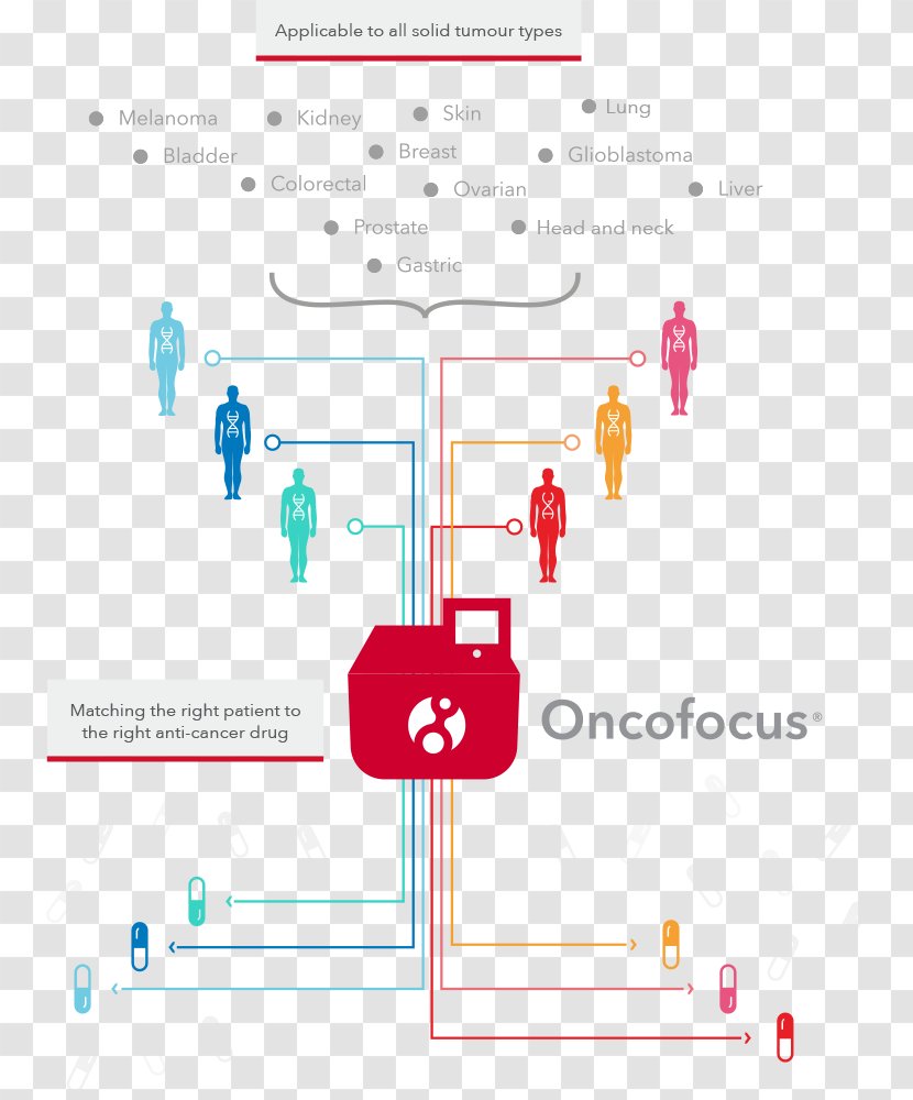 Oncology Targeted Therapy Treatment Of Cancer Screening - Diagram - Prevent Transparent PNG