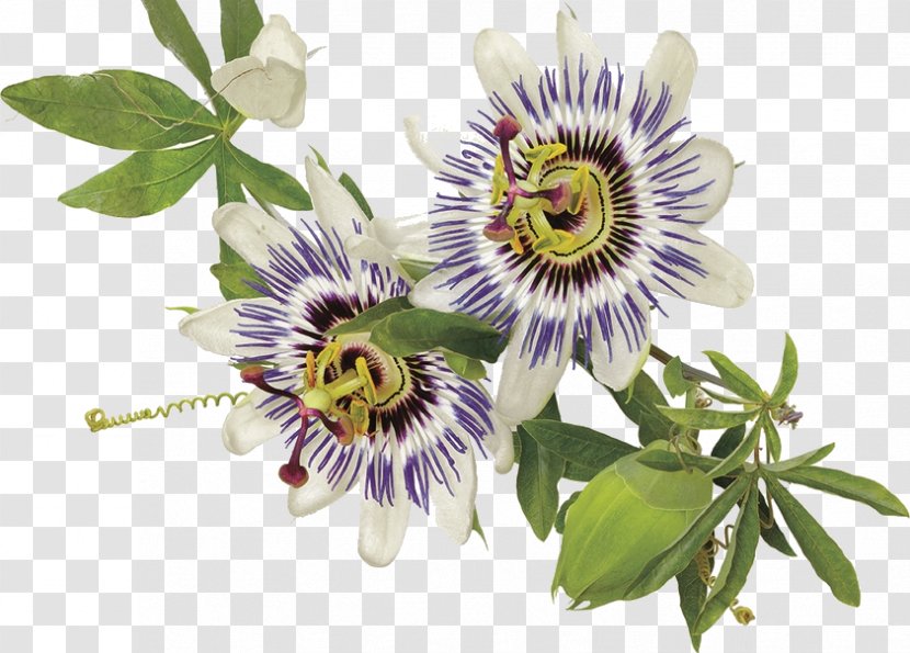 Stock.xchng Stock Photography Royalty-free Image - Istock - Passiflora Transparent PNG