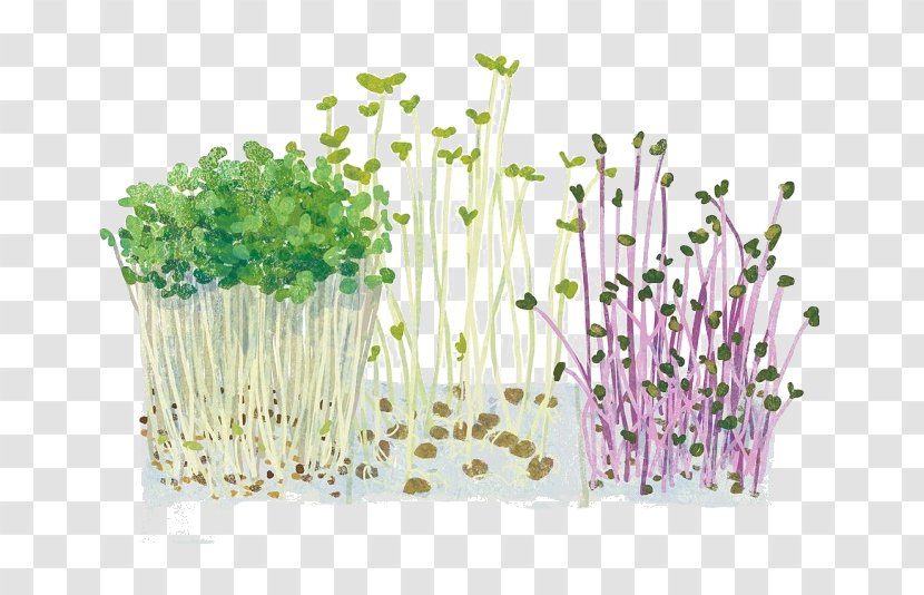Vegetable Cartoon Illustration - Grass - Bean Sprouts Vegetables Transparent PNG