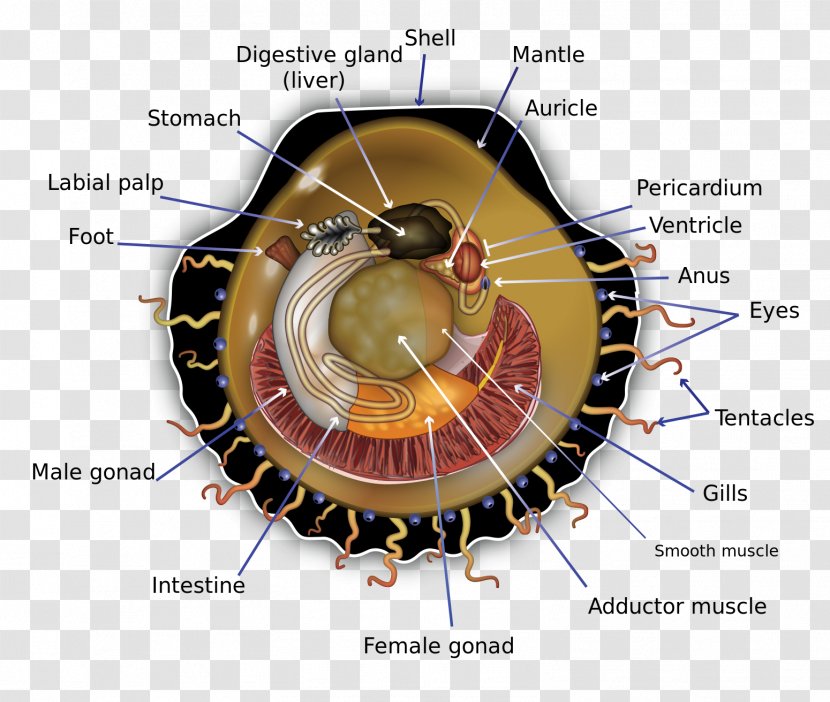 Pectinidae Anatomy Diagram Bivalvia Human Body - Cartoon - Sea Earthquake Transparent PNG