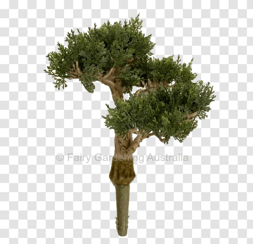 Bonsai White Tree Flowerpot Wood - Plants Transparent PNG