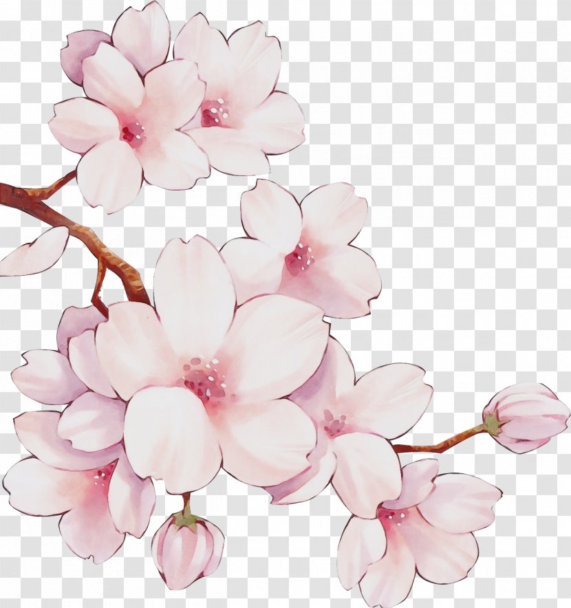 Cherry Blossom - Flowering Plant - Branch Spring Transparent PNG