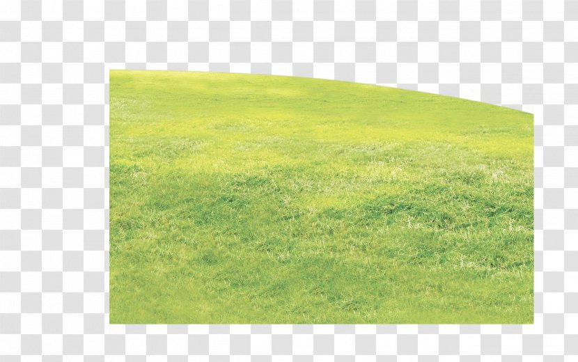 Grass - Rectangle - Green Transparent PNG