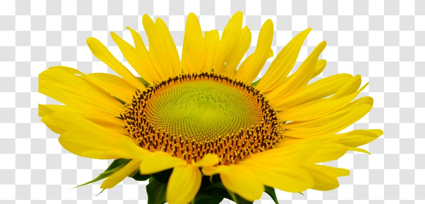 Common Sunflower - Daisy Family - Sunshine Transparent PNG