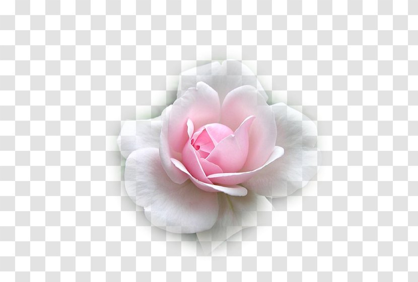 Garden Roses Flower Cabbage Rose Love Sadness - Pink Transparent PNG