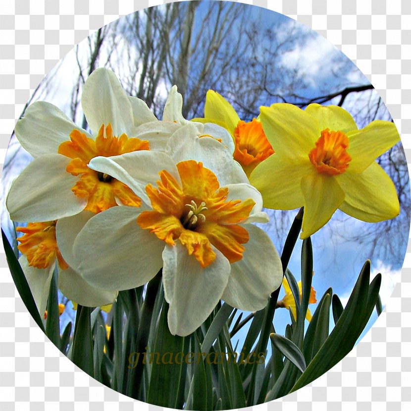 Narcissus - Amaryllis Family - Daffodils Transparent PNG