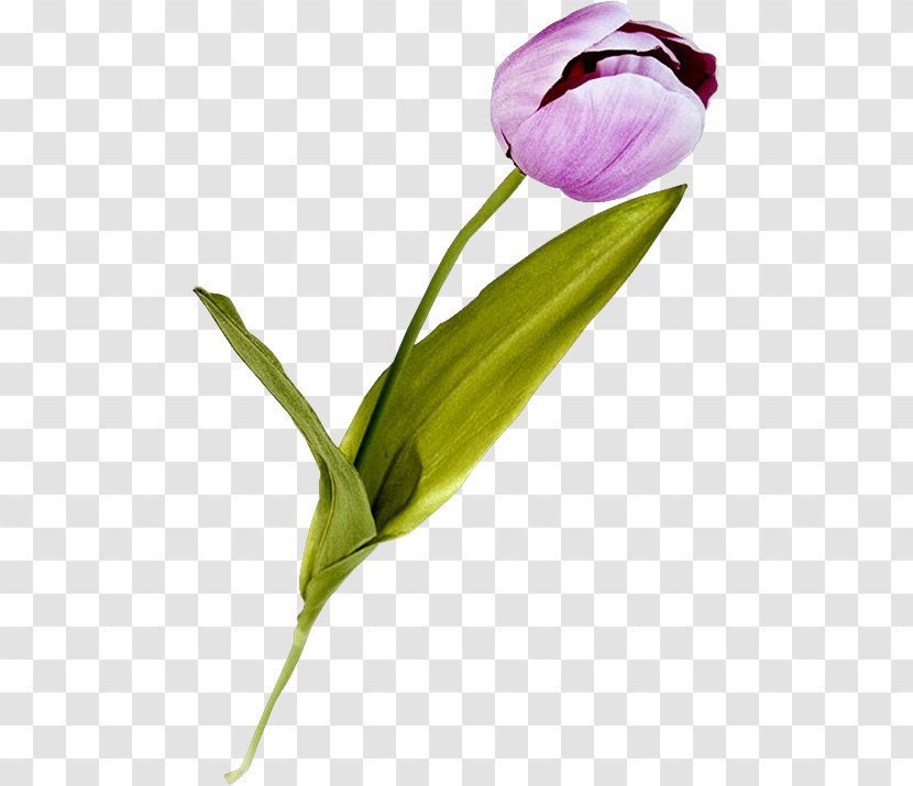 Tulip Lilac Cut Flowers Plant Stem Purple - Liveinternet Transparent PNG