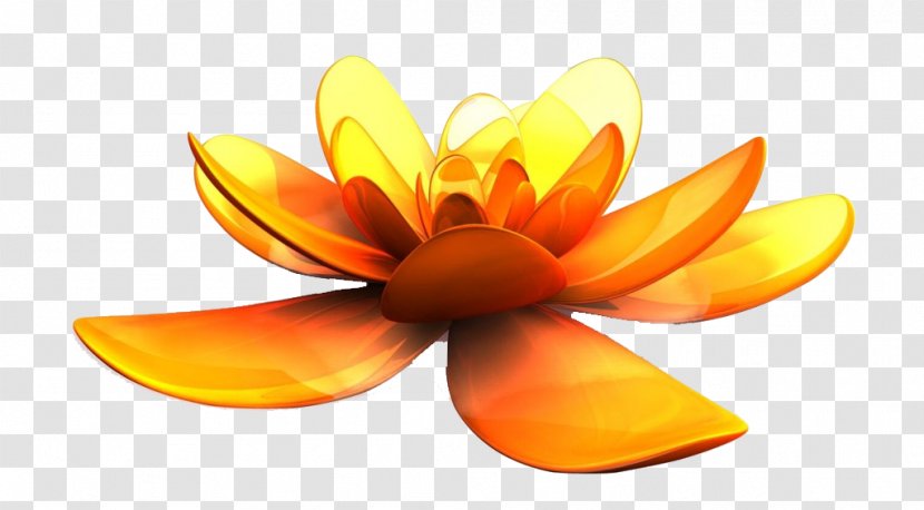 Yellow Gold - Orange - Golden Flower Transparent PNG