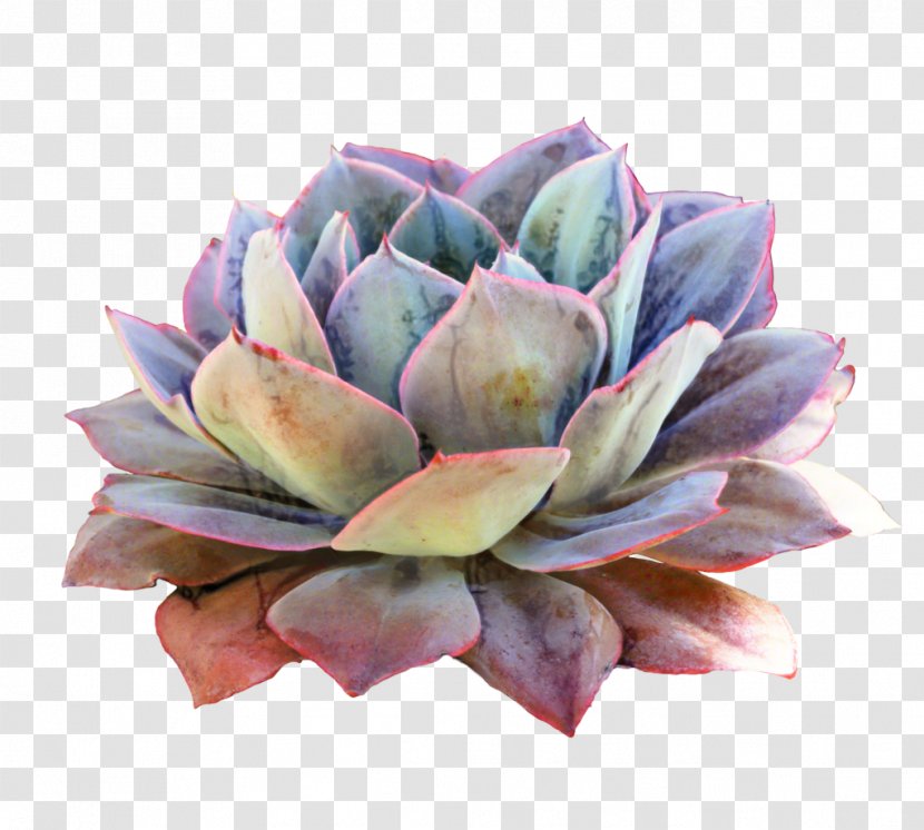 Pink Flower Cartoon - Pachyphytum - Perennial Plant Artichoke Transparent PNG