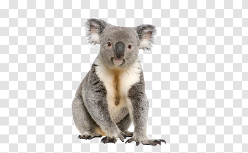 Koala Bear Cuteness - Snout Transparent PNG