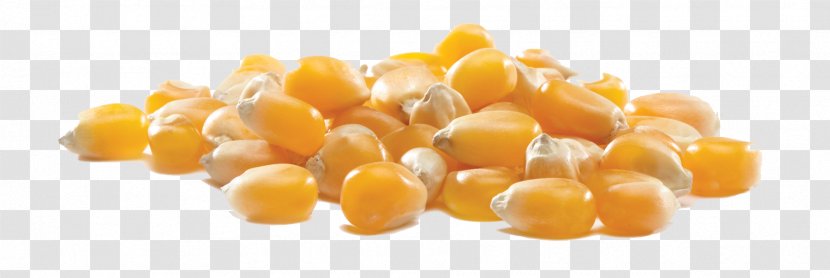 Popcorn Maize Corn On The Cob Kernel Sweet Transparent PNG