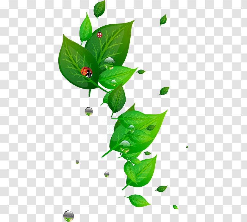 Leaf Green - Fundal - Ladybug Transparent PNG