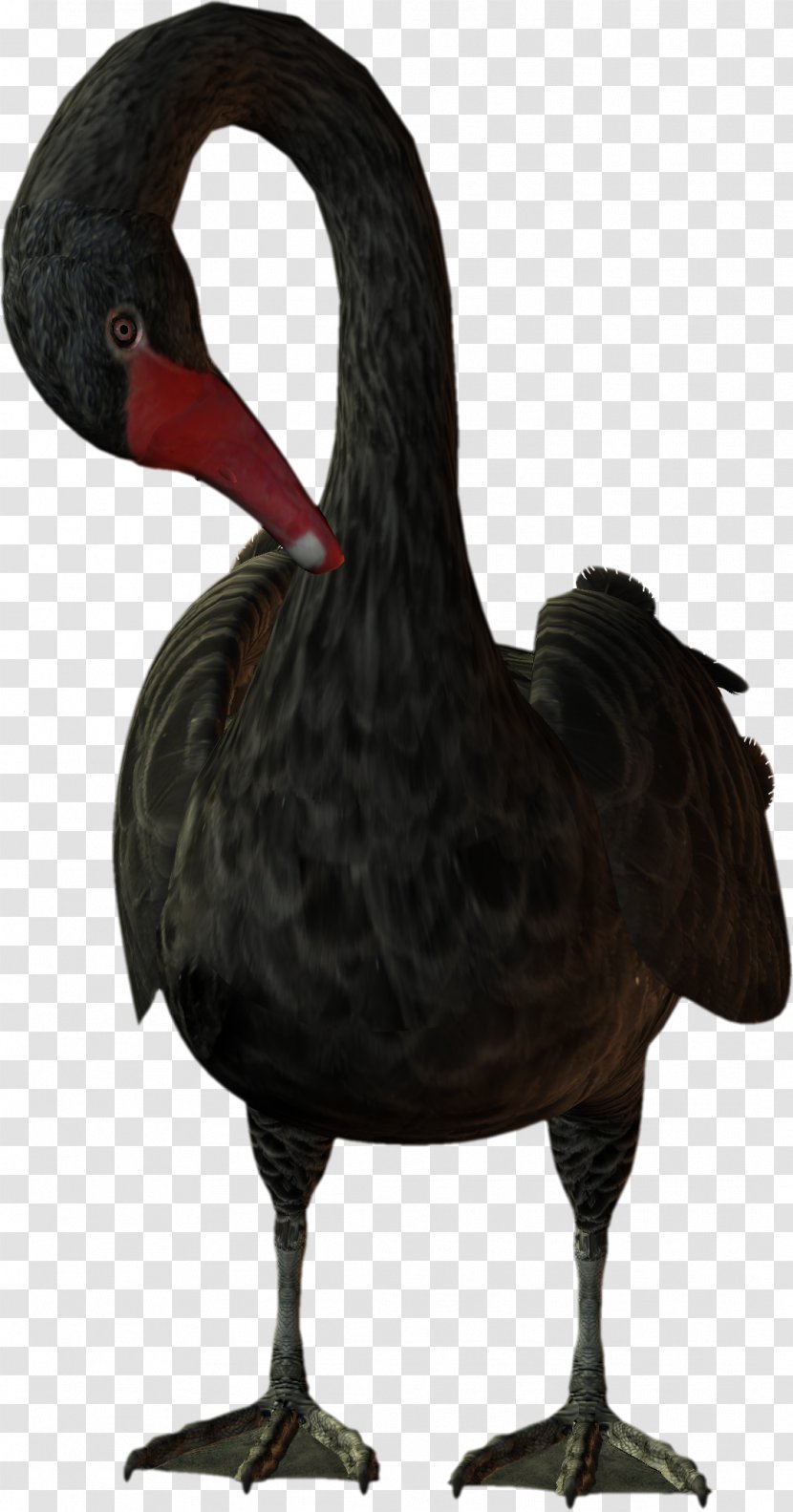 Bird Cygnini Duck Goose - Swan Transparent PNG