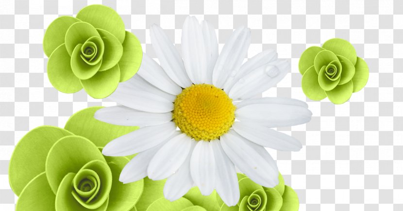 Transvaal Daisy Floral Design Cut Flowers Petal - Flower Transparent PNG