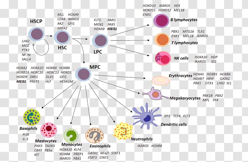 Hematopoietic Stem Cell Precursor Haematopoiesis - Flower - Stellate Transparent PNG