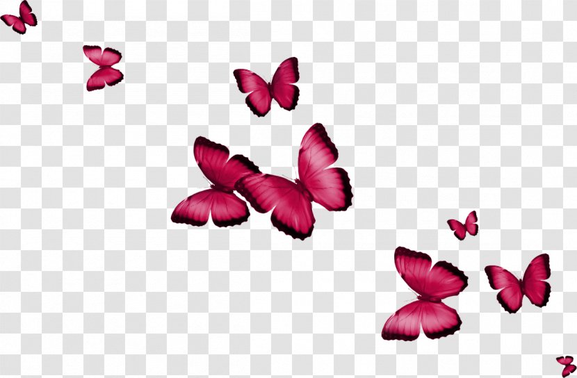 Butterfly Clip Art - Insect - Colorful Transparent PNG