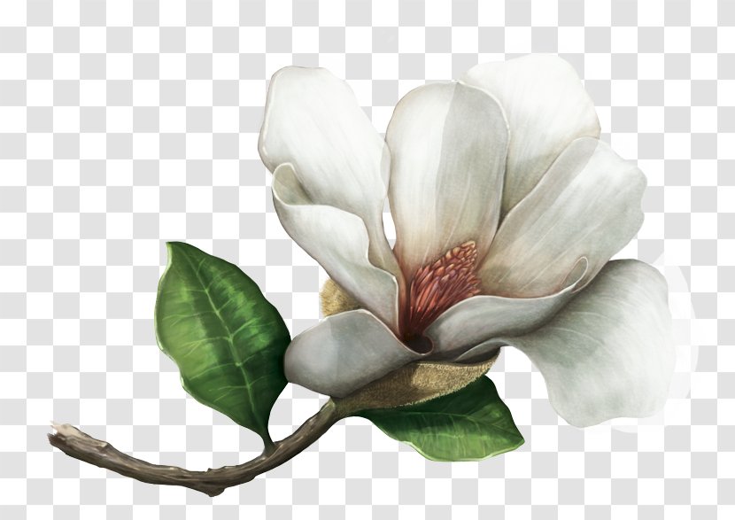 Southern Magnolia Colombiana Mahechae Species Magnoliids - Indoor Plants Transparent PNG