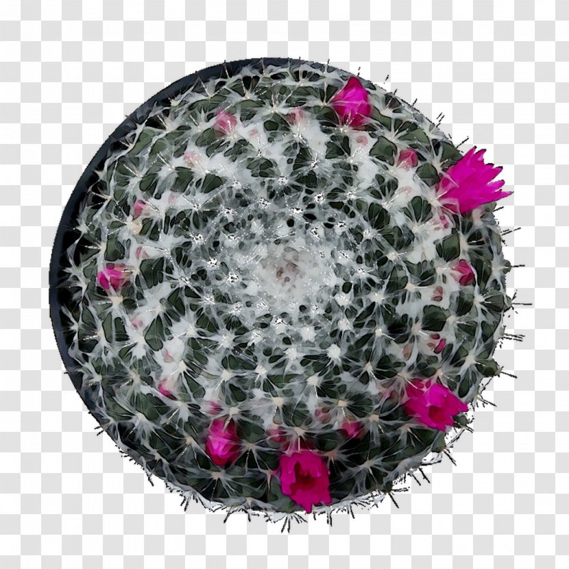 Pink M Pattern - Cactus - Succulent Plant Transparent PNG