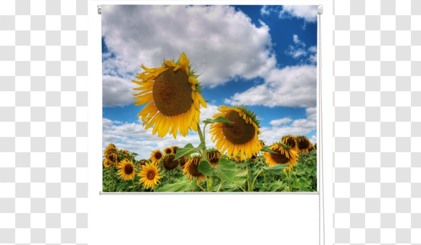 Common Sunflower Royalty-free Stock Photography - Flowering Plant - Field Transparent PNG